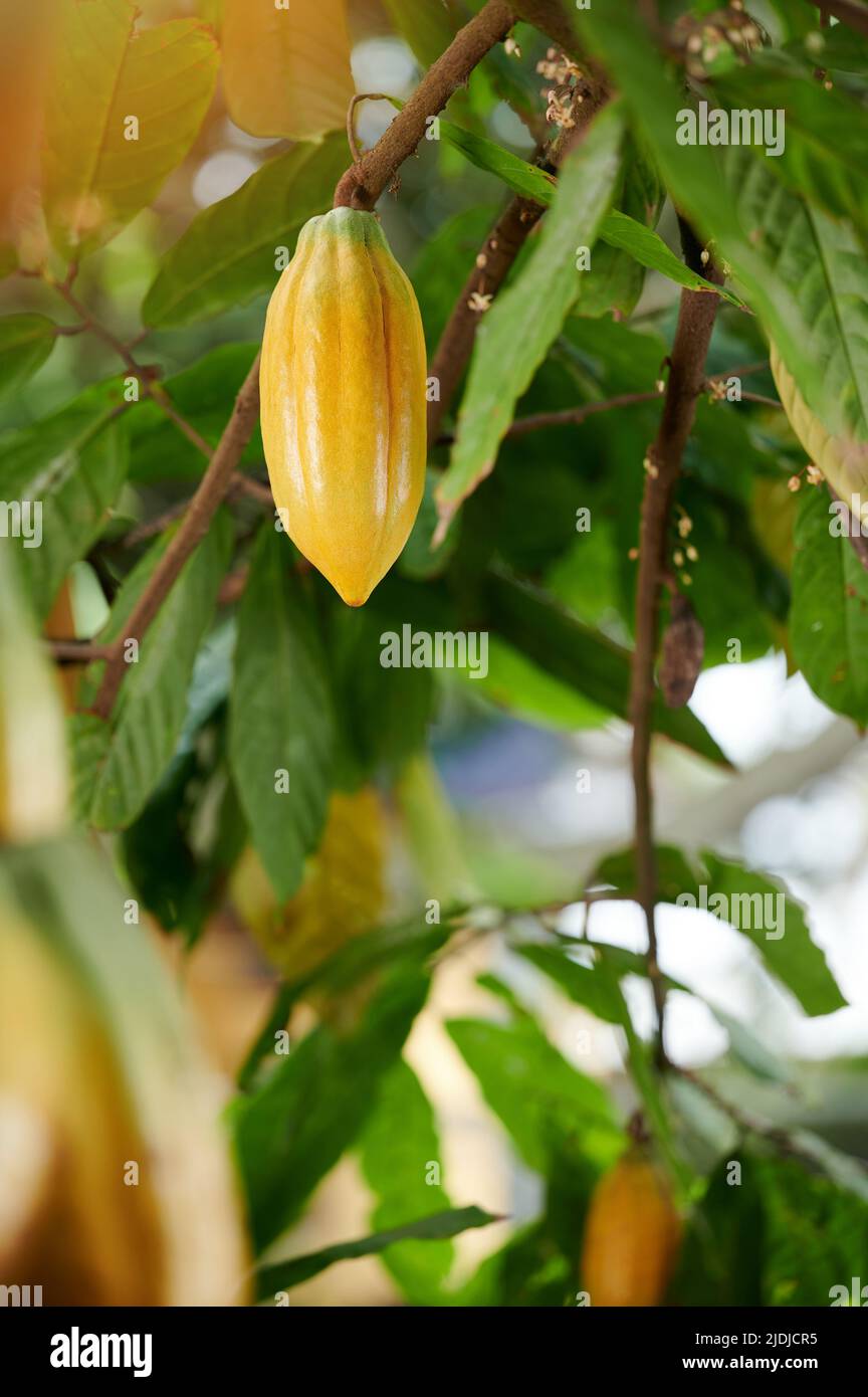 Cialda di cacao gialla appesa sul ramo di albero in sfondo sfocato verde Foto Stock
