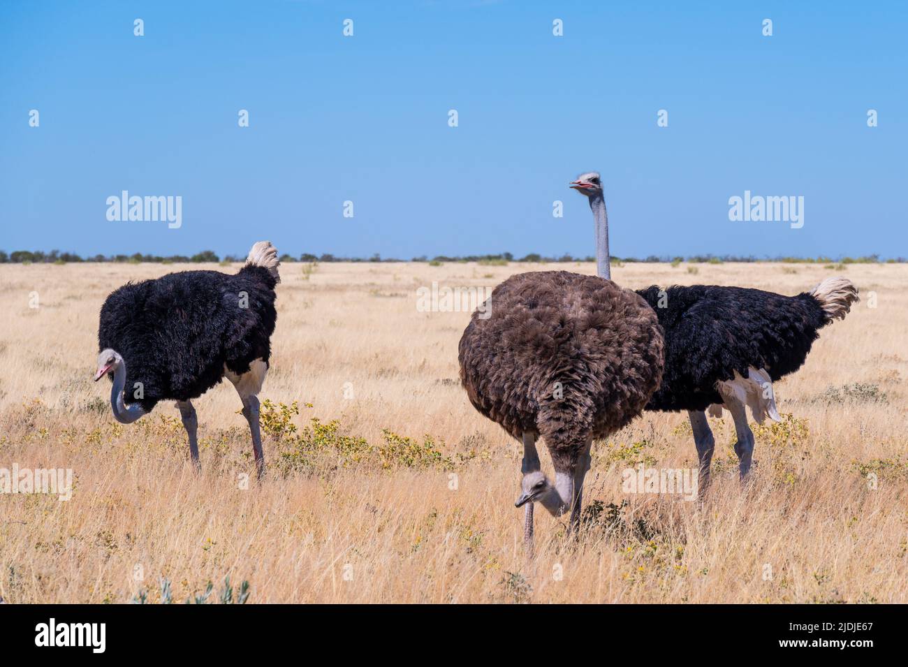 Tre Ostriches nel Parco Nazionale Etosha in Namibia Africa Foto Stock