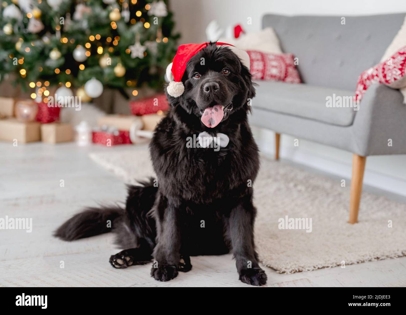 Cane Terranova con farfalla cravatta e lepre orecchie bordo seduta vicino albero di natale a casa Foto Stock