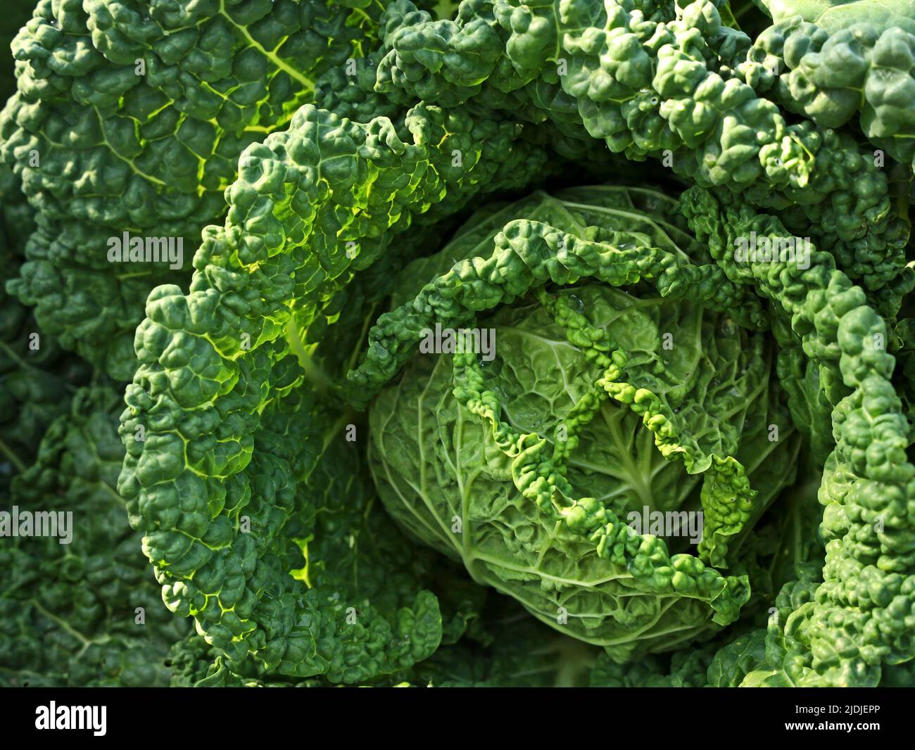 primo piano di verdeggiante cavolo savoy fresco alla luce del sole Foto Stock