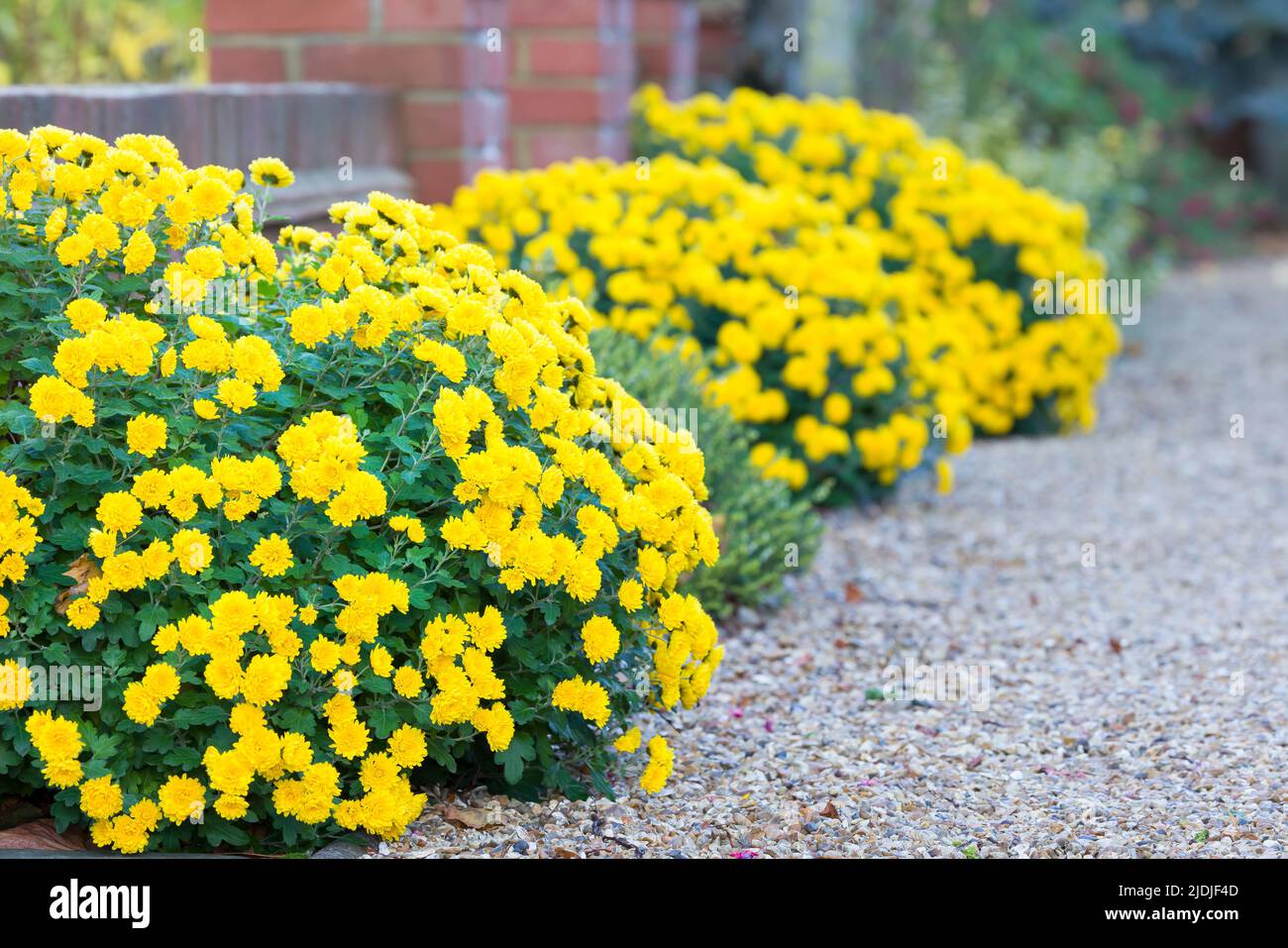 Fiori di crisantemo, crisantemi gialli in un bordo di fiori in un giardino d'inverno, Regno Unito Foto Stock