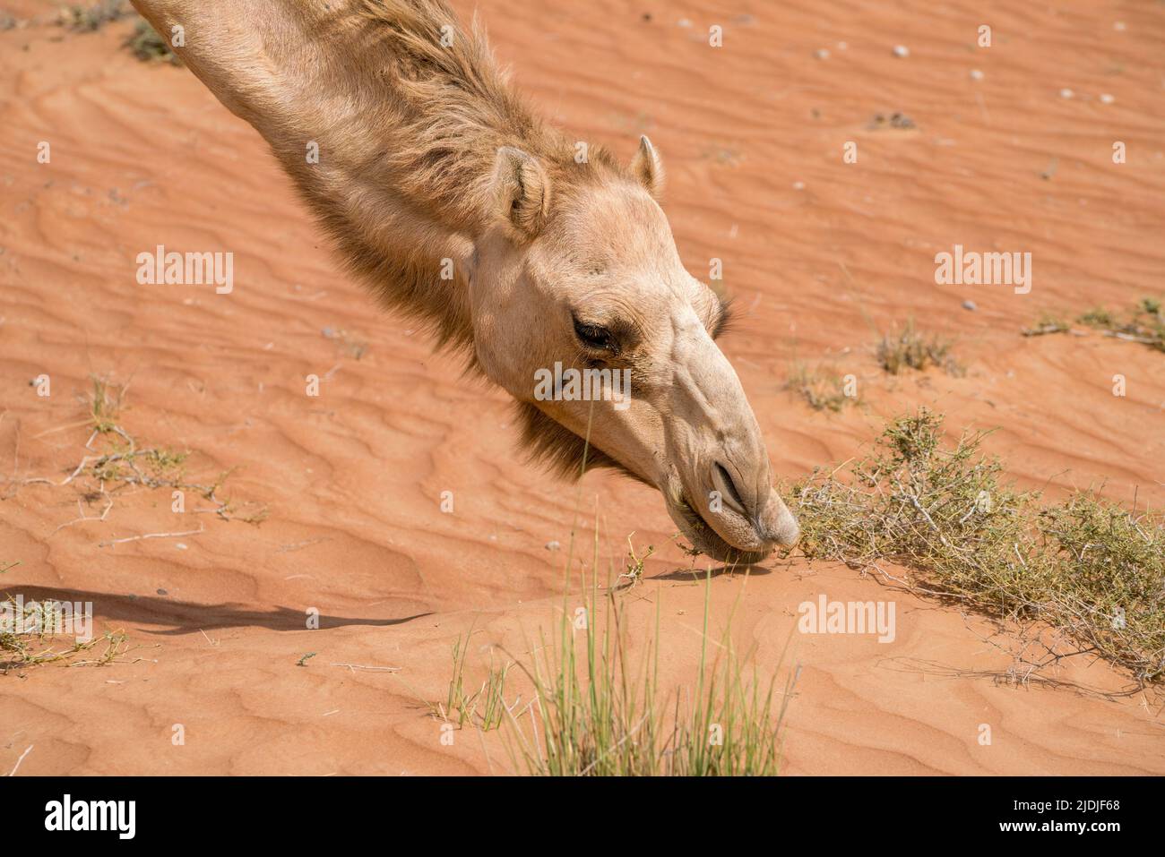 Dettaglio di testa e collo di arabo, o anche dromedario cammello che si nutrono su cespugli in una giornata calda nel deserto di Wahiba Sands, Oman. Deserto maestoso a Foto Stock