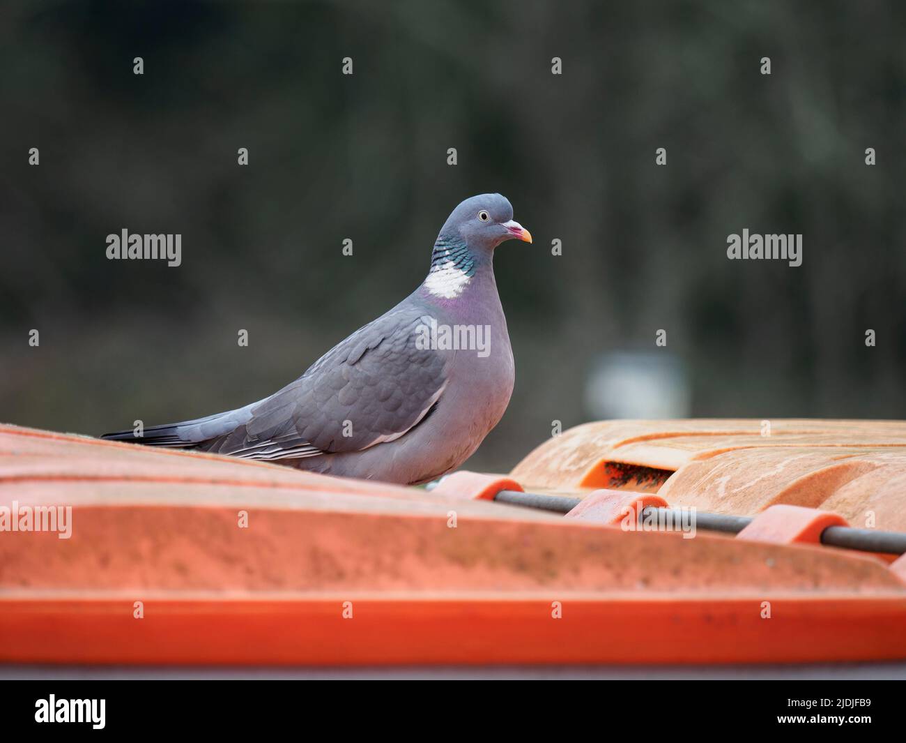 Il Woodpicceon comune (Columba Palumbus) stava su un bidone commerciale, Hampshire, Regno Unito Foto Stock