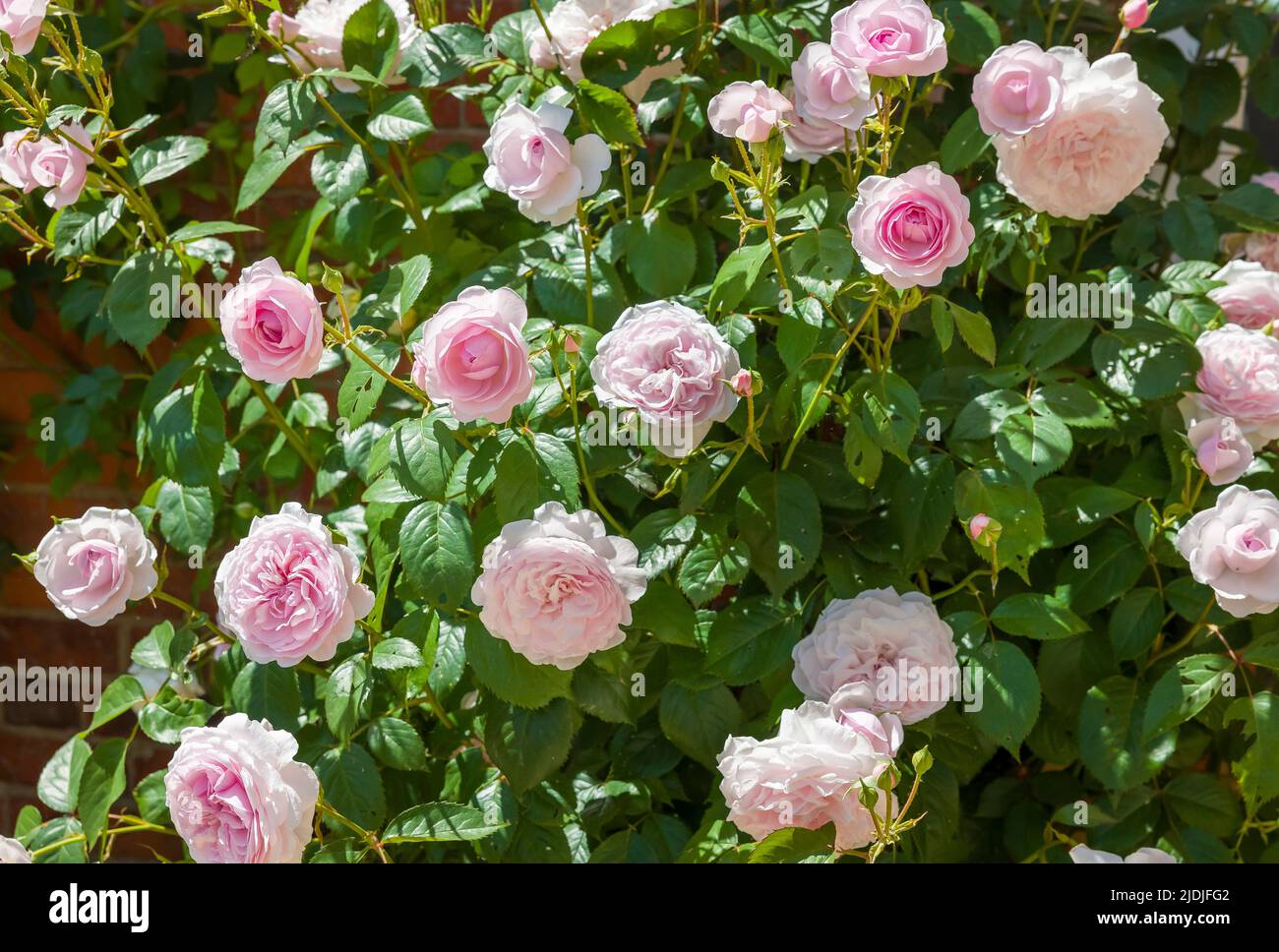 Primo piano di cespugli di rose nel giardino del Regno Unito con fiori rosa Foto Stock