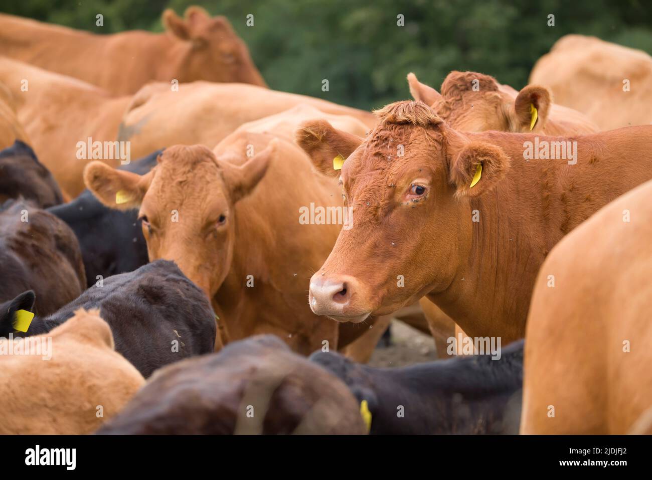 Mandria di bovini Hereford con vitelli. Bestiame in un campo su una fattoria. Aylesbury vale, Buckinghamshire, Regno Unito Foto Stock