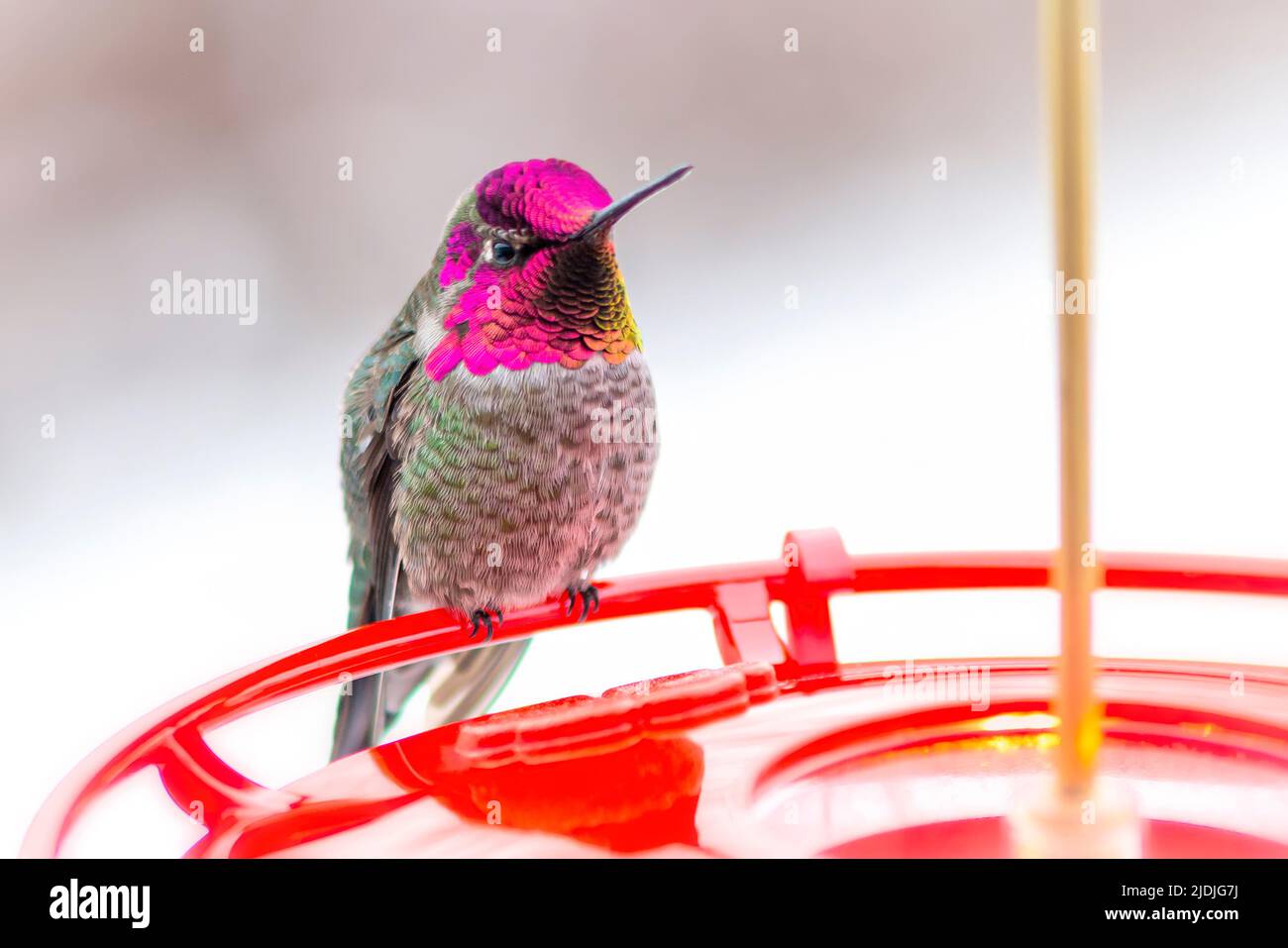 Un colibrì maschio di Anna seduto su un alimentatore Foto Stock