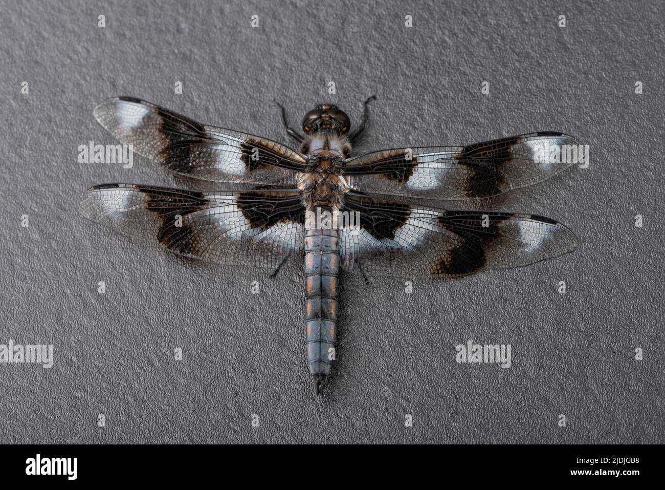Primo piano (macro) di uno skimmer a otto macchie - libellula - vista dall'alto su sfondo scuro Foto Stock