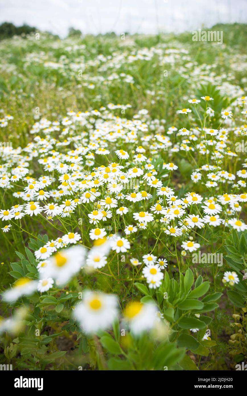 Fiori di camomilla, piante di fiori selvatici che crescono in un campo nella campagna del Regno Unito Foto Stock