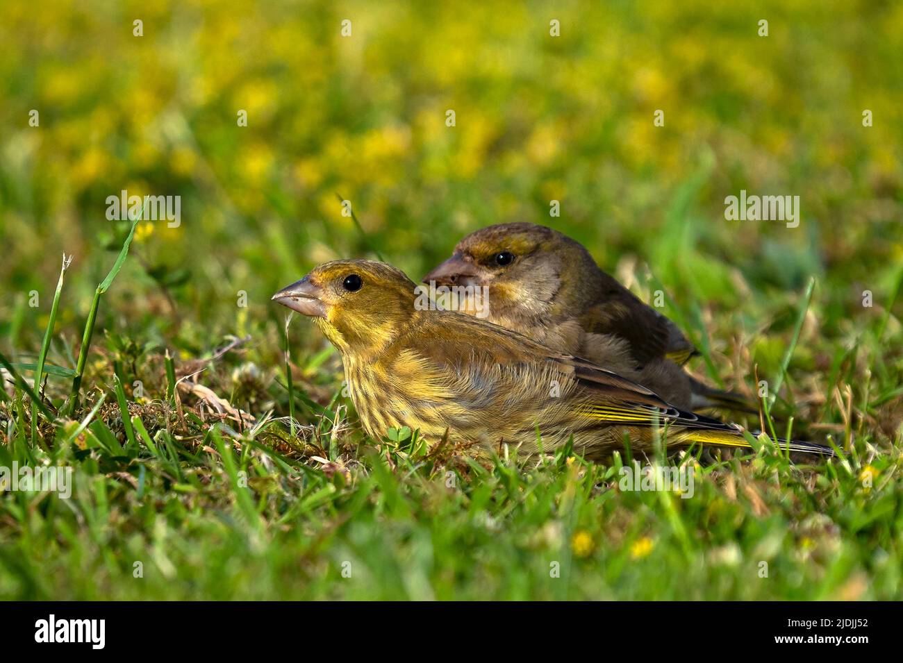 Verande europee (Chloris chloris) Foto Stock