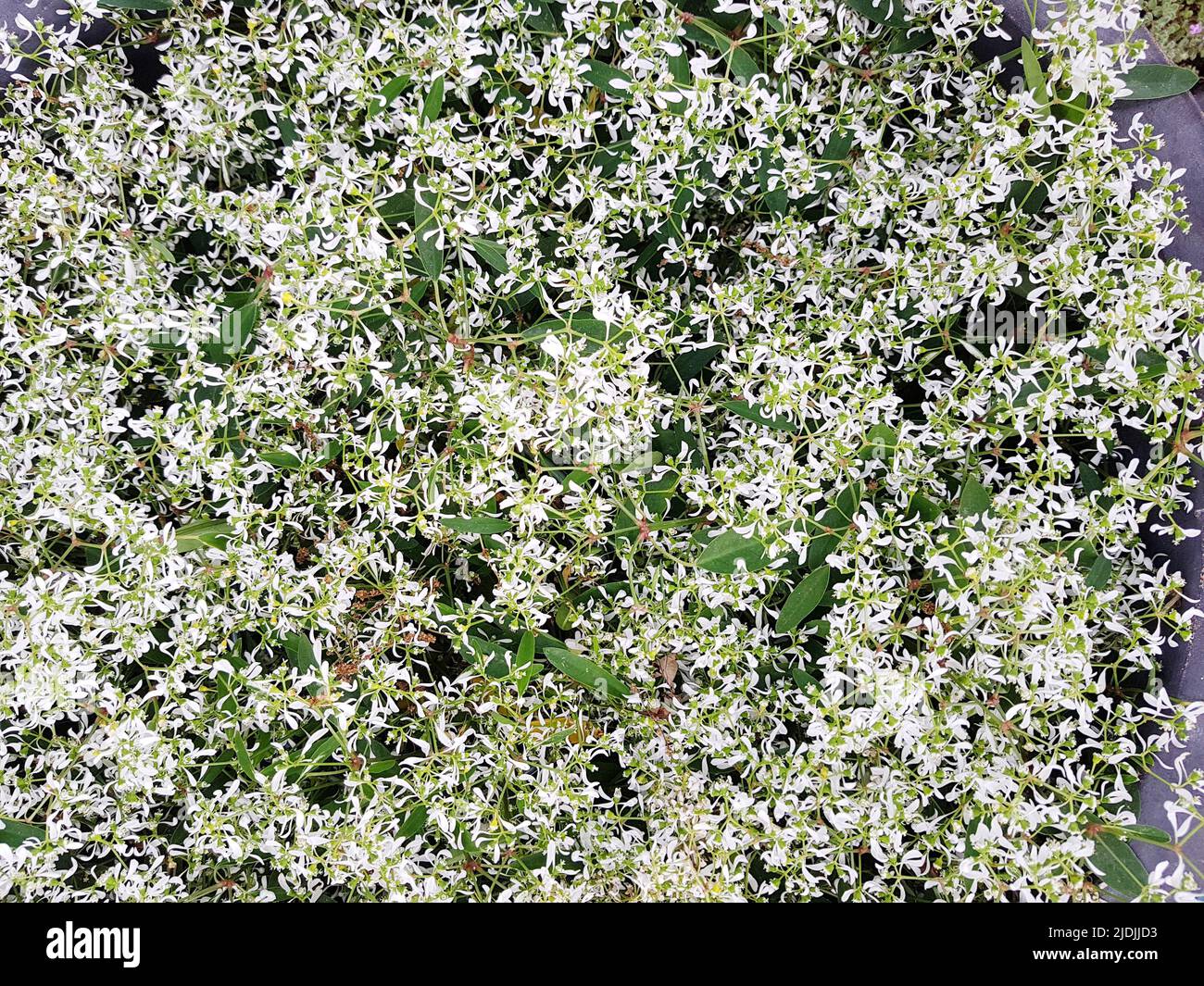 Decorazione con fiori per le vacanze decorazione di un matrimonio con fiori. Euphorbia fiori Star polvere bianco scintilla in estate. Un sacco di piccolo bianco volato Foto Stock