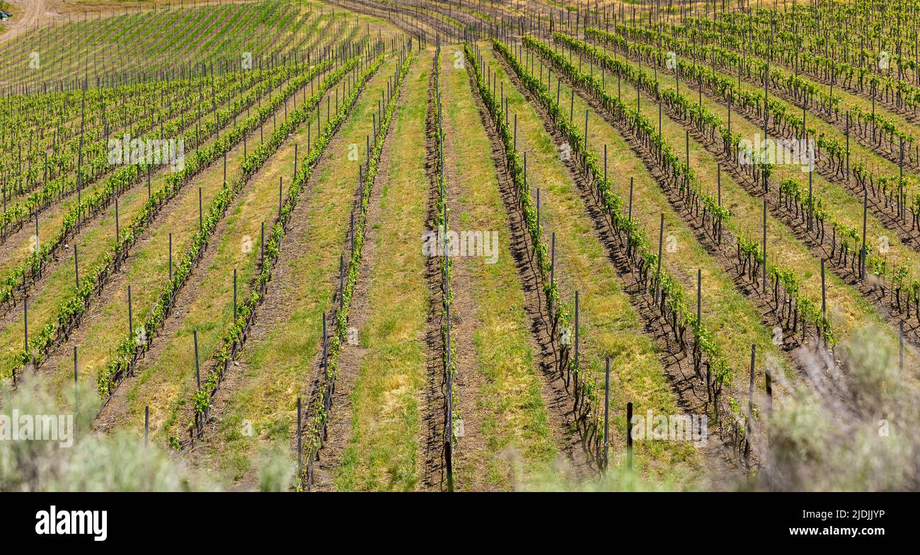 Okanagan Valley, vigneti vicino Penticton, British Columbia. Paese del vino nel Canada occidentale. Filari di uva conducono alle acque del lago Okanagan Foto Stock