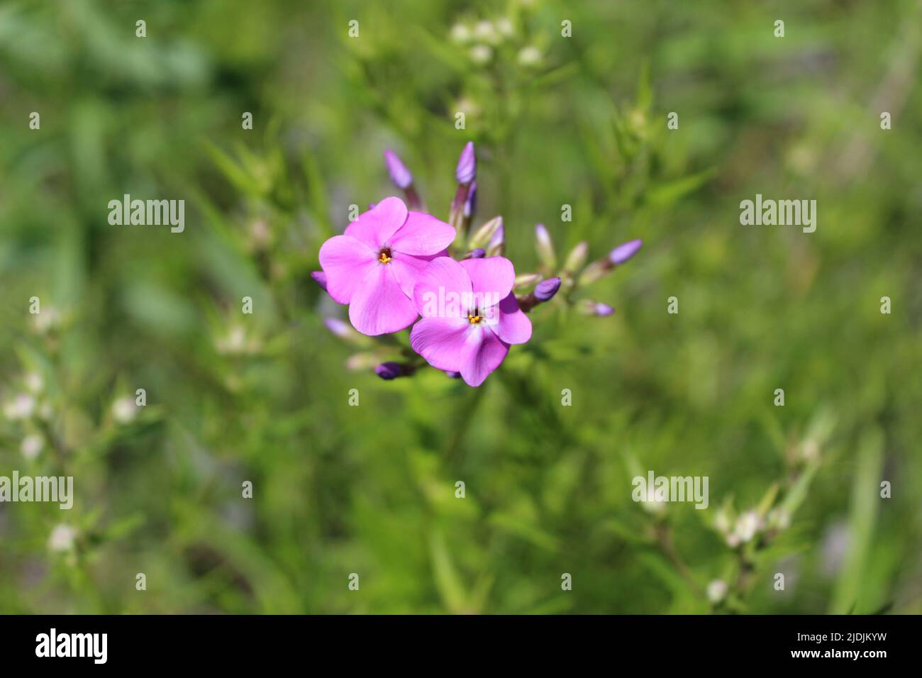 La flox di palude fiorisce a Miami Woods a Morton Grove, Illinois Foto Stock