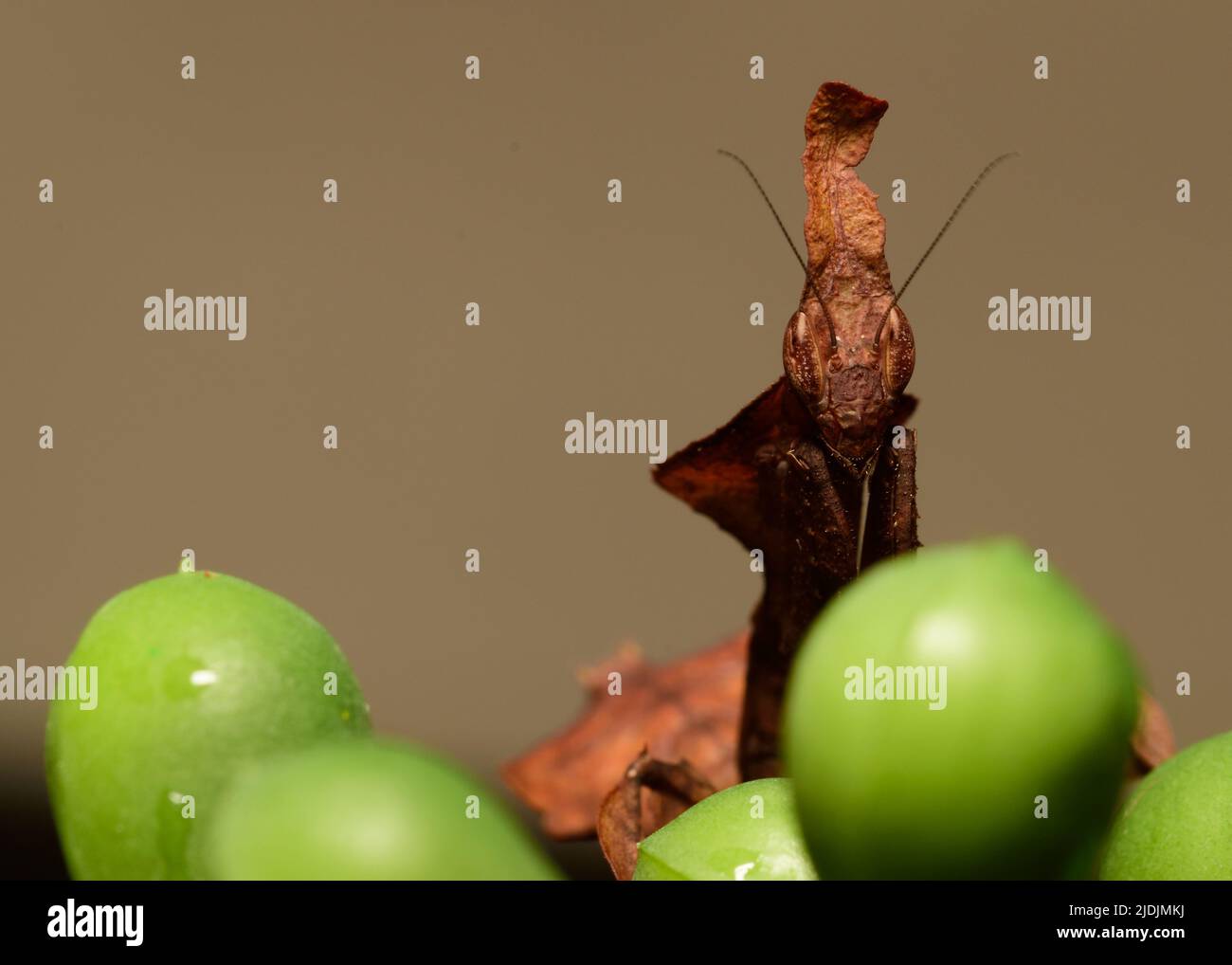 Malgascio Ghost che prega mantis in posa per la fotocamera ( Phyllocrania paradoxa ) Foto Stock