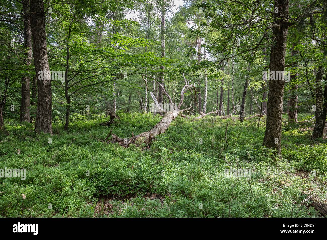 Paesaggio forestale estivo con alberi decidui principalmente quercia peduncola, Quercus robur, e quercia morta con sottobosco di sentinella, Vacci Foto Stock