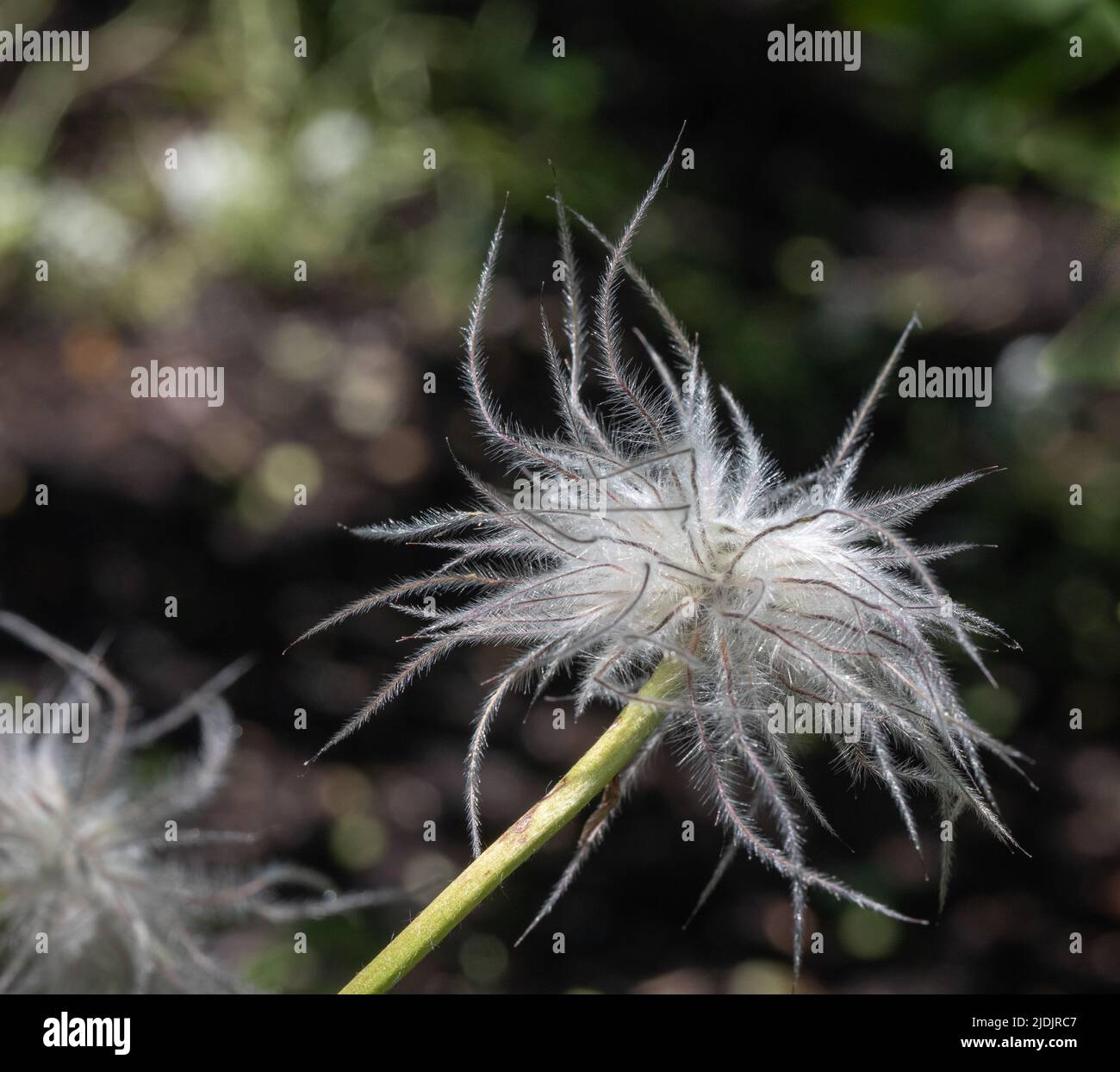 Testa di seme di un fiore pasque (Pulsatilla vulgarus) con sfondo sfocato verde Foto Stock