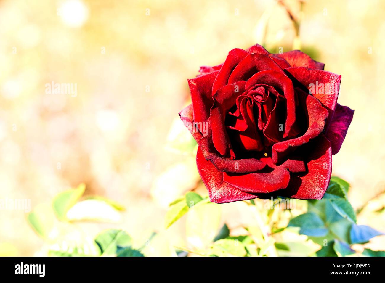 Incantevole rosa delicata su un piacevole sfondo giallo Foto Stock