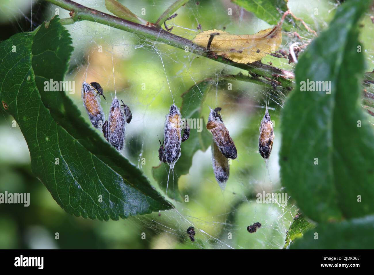 Puppen der Pflaumen-Gespinstmotte (Yponomeuta padella), auf denen sich räuberische Weichwanzen (Atractotomus mali) befinden Foto Stock