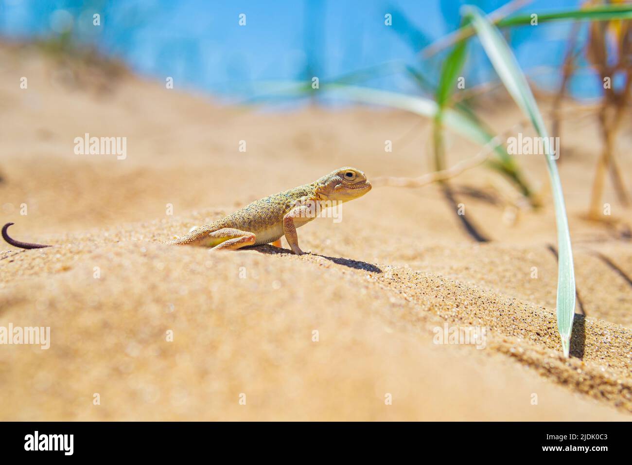 lucertola agama a testa di rospo tra l'erba secca nelle dune Foto Stock