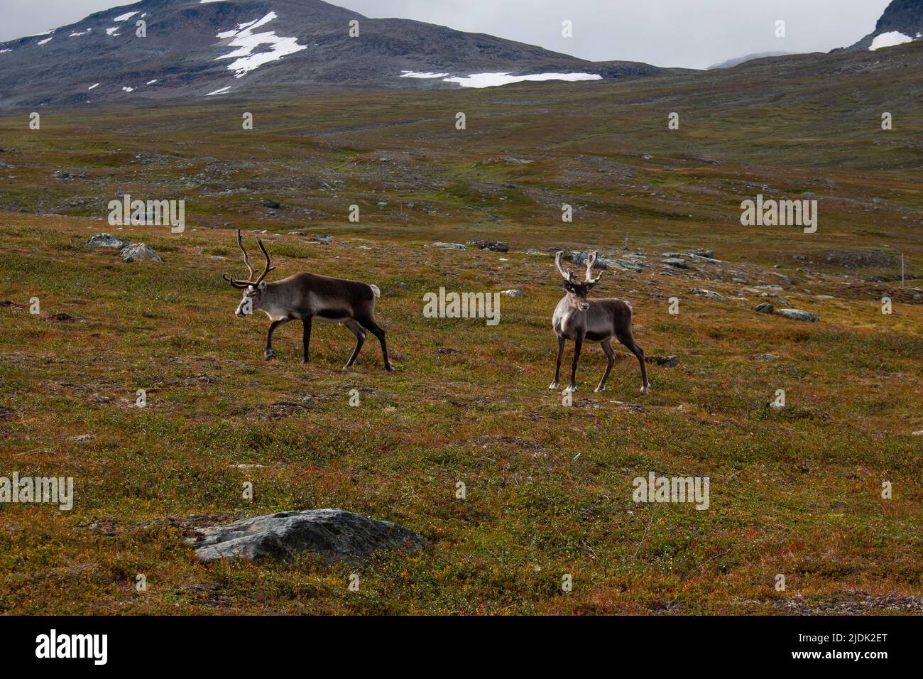 Renne al sentiero escursionistico di Kungsleden tra Hemavan e Ammarnas, Svezia Foto Stock