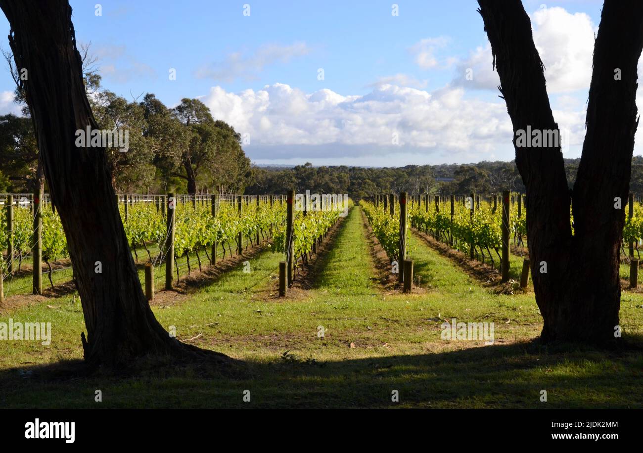 Vitigni d'uva in una cantina nella regione vinicola della Penisola di Mornington incorniciata da due grandi alberi di gomma di eucalipto. Foto Stock