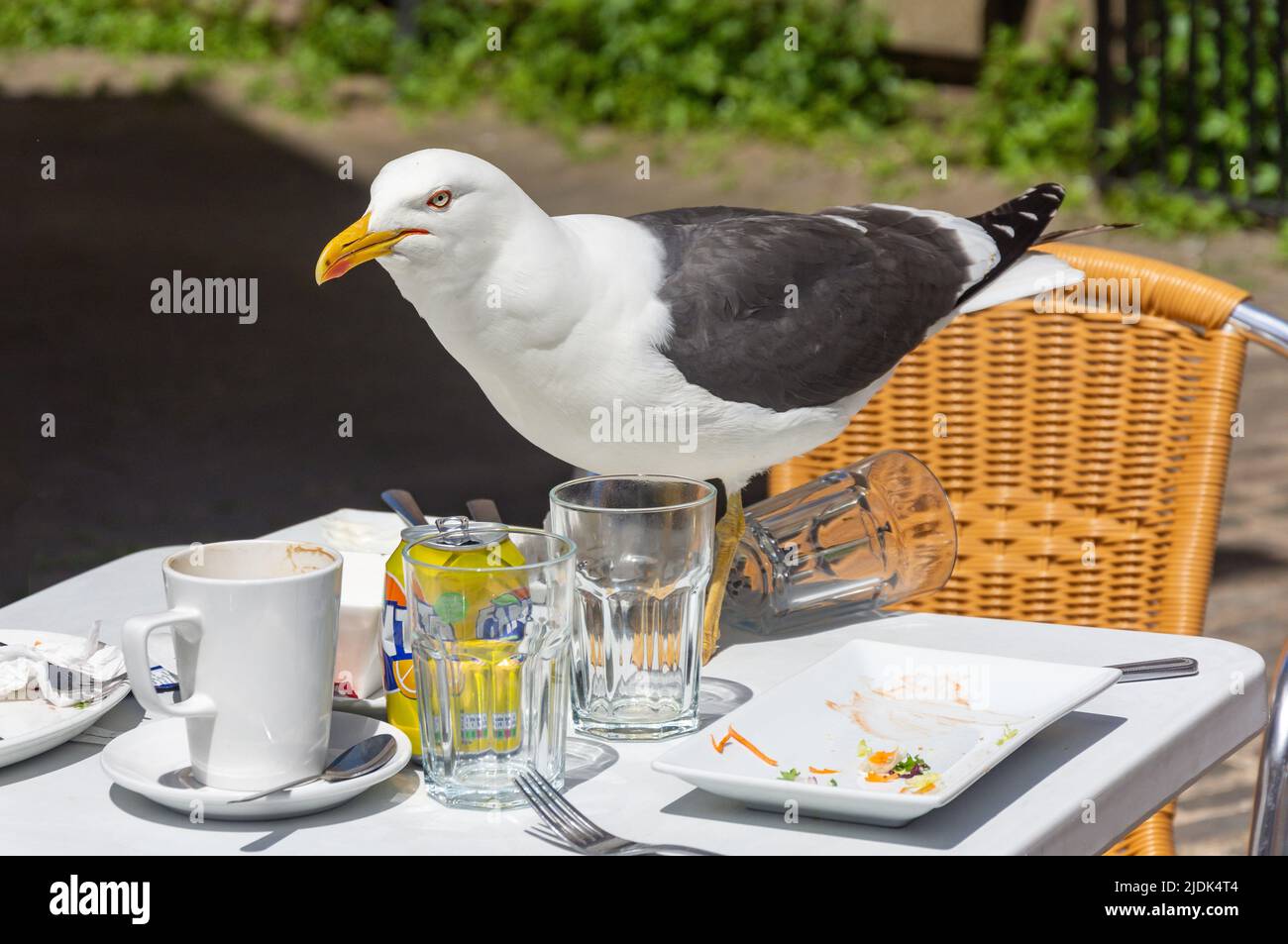 Seagull raiding un tavolo da ristorante non autorizzato, College Street, Gloucester, Gloucestershire, Inghilterra, Regno Unito Foto Stock