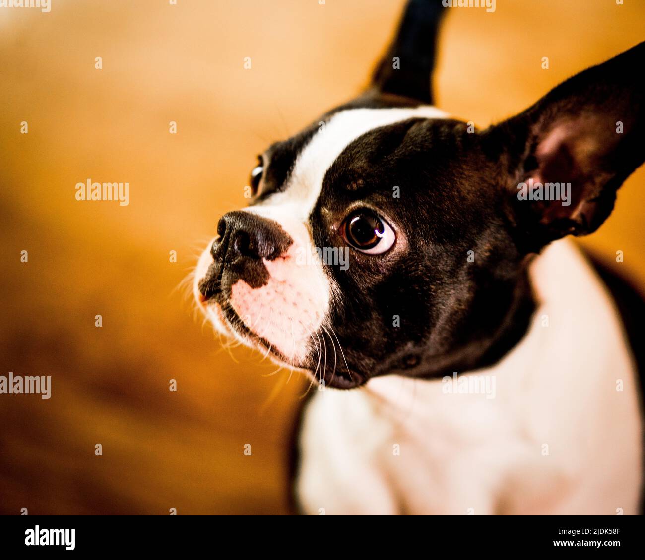 Boston Terrier cucciolo Foto Stock