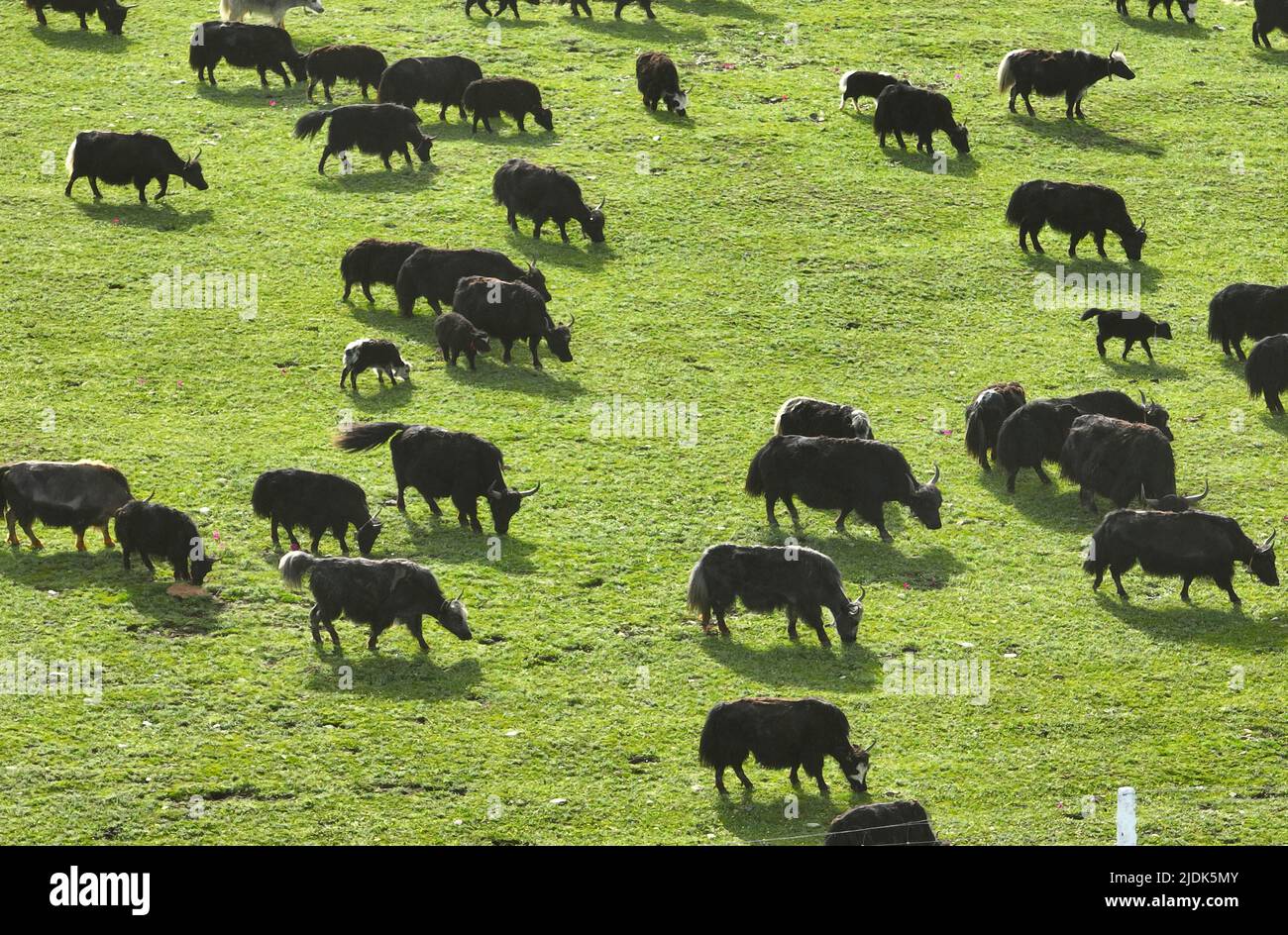 GARZE, CINA - 21 GIUGNO 2022 - Yaks sono visti su una verde prateria alpina nella Contea di Litang, nella Prefettura autonoma tibetana di Garze, nella Provincia di Sichuan, Ju Foto Stock