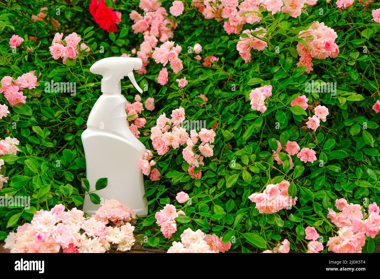 Trattamento di rose da parassiti, afidi e fungi.Growing e cura di rose.bottiglia bianca in rose rosa in un giardino di fiori. Rimedio per le rose da Foto Stock