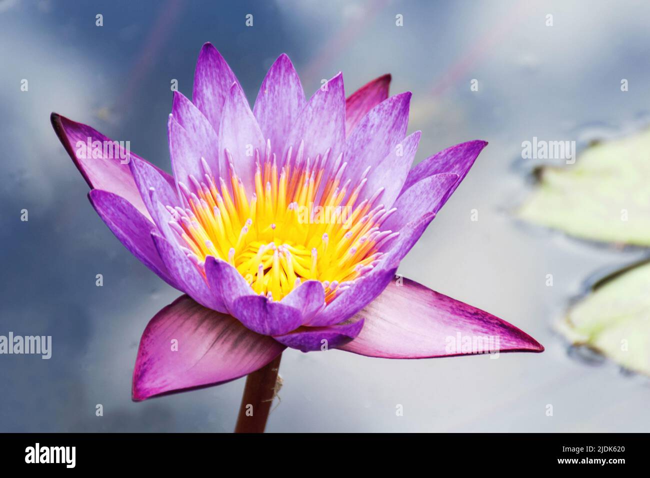 Bellissimo fiore di loto rosa o giglio d'acqua da vicino su acqua. Paesaggio meraviglioso con spazio di copia. Foto Stock