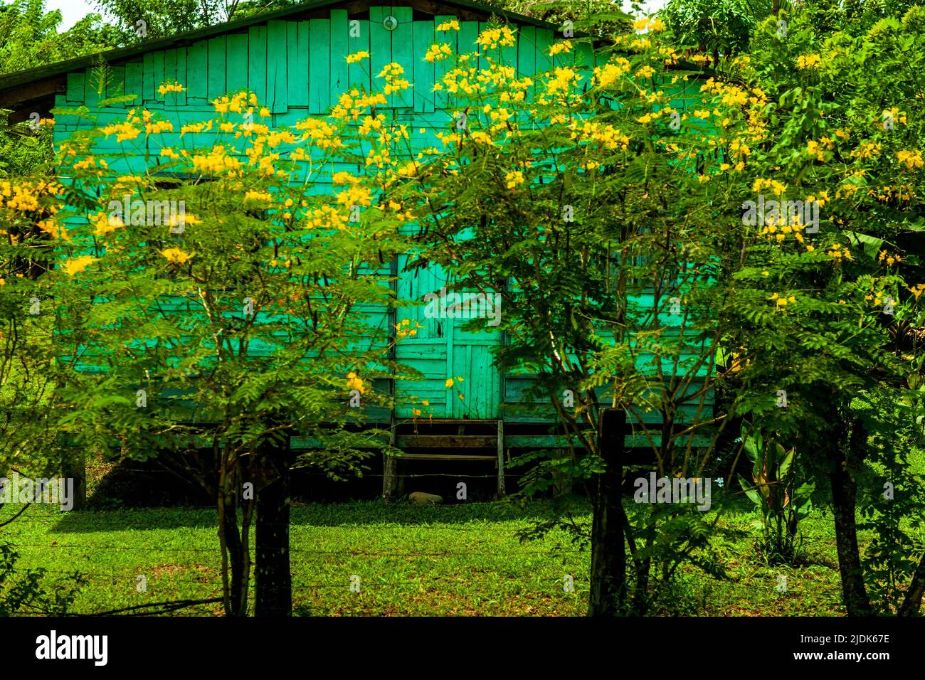Piccolo gruppo di alberi con fiori gialli fiaccano il cortile di fronte a questa piccola casa turchese o capanna. Foto Stock