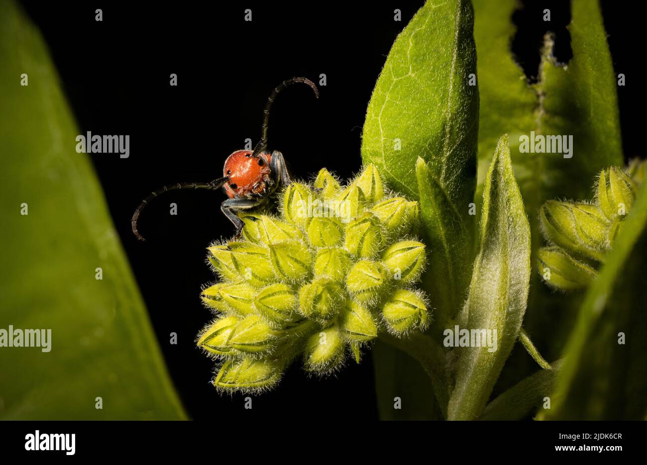 Un coleottero rosso pende su una pianta di munghia. Foto Stock