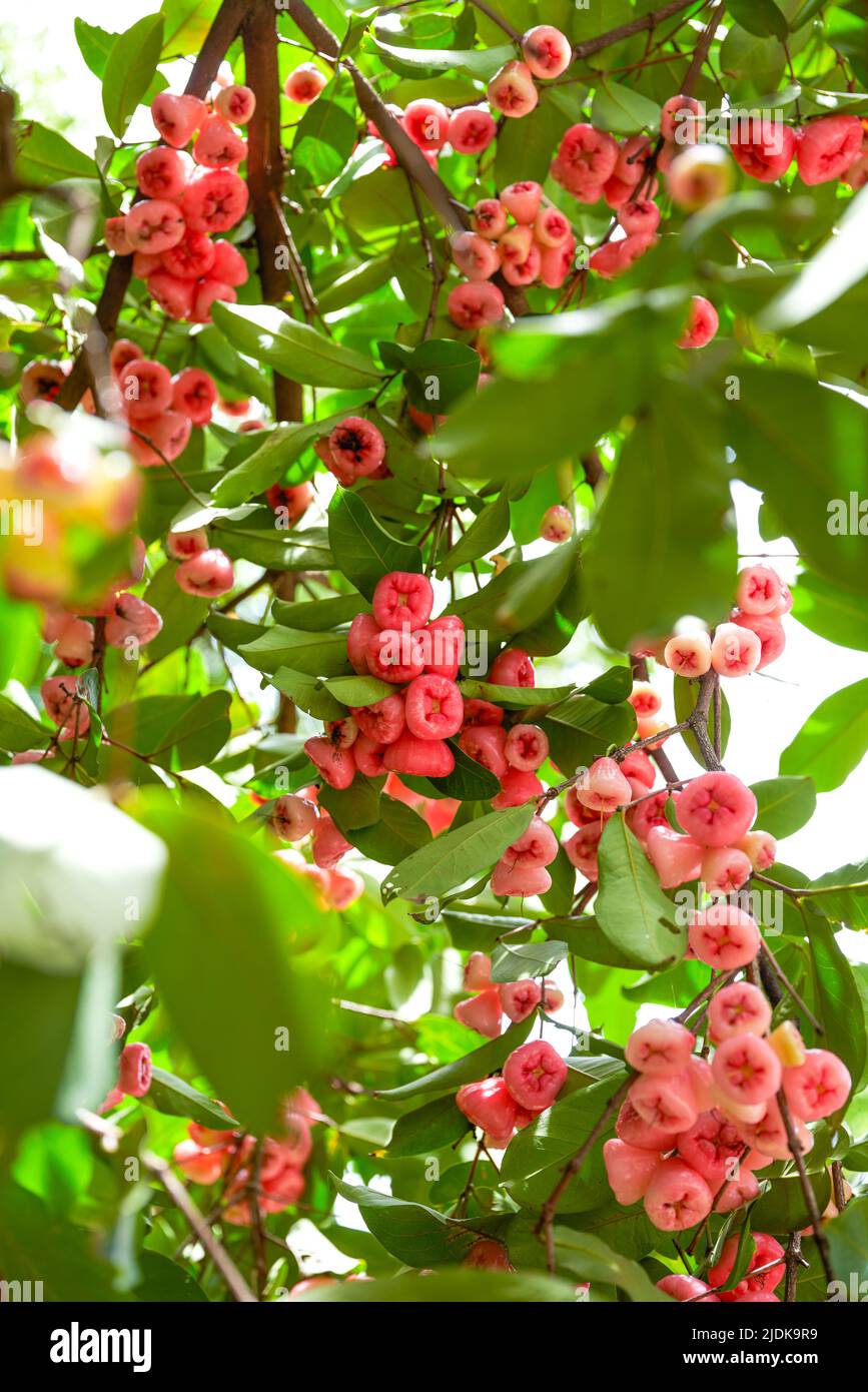 Un melo di cera pieno di frutta Foto Stock