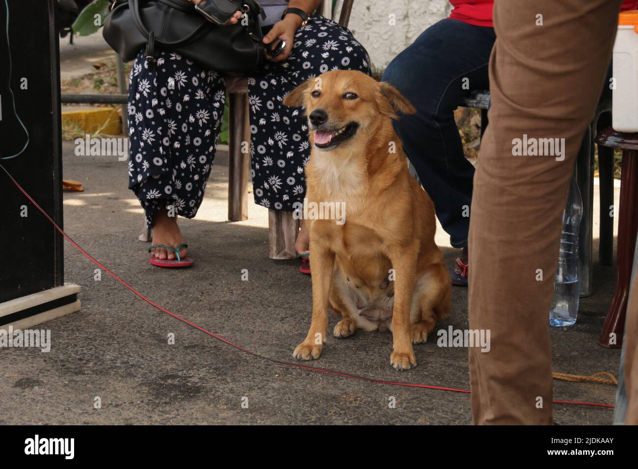 Cani da compagnia in casa, Sri Lanka Foto Stock
