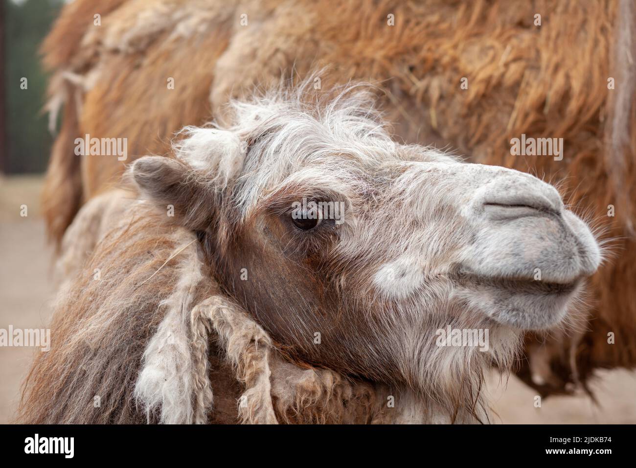 Primo piano della testa di un cammello. Cammelli alla fattoria animale. Foto Stock