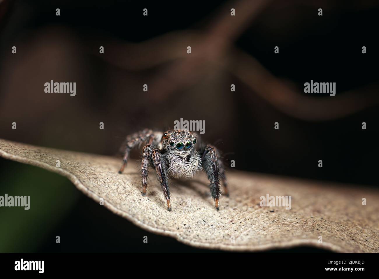 ragno salta maschile con occhi verdi e grandi palpi bianchi in piedi su una foglia pallida su sfondo scuro Foto Stock ragno salta maschile con occhi verdi e grandi palpi bianchi in piedi su una foglia pallida su sfondo scuro Foto Stock