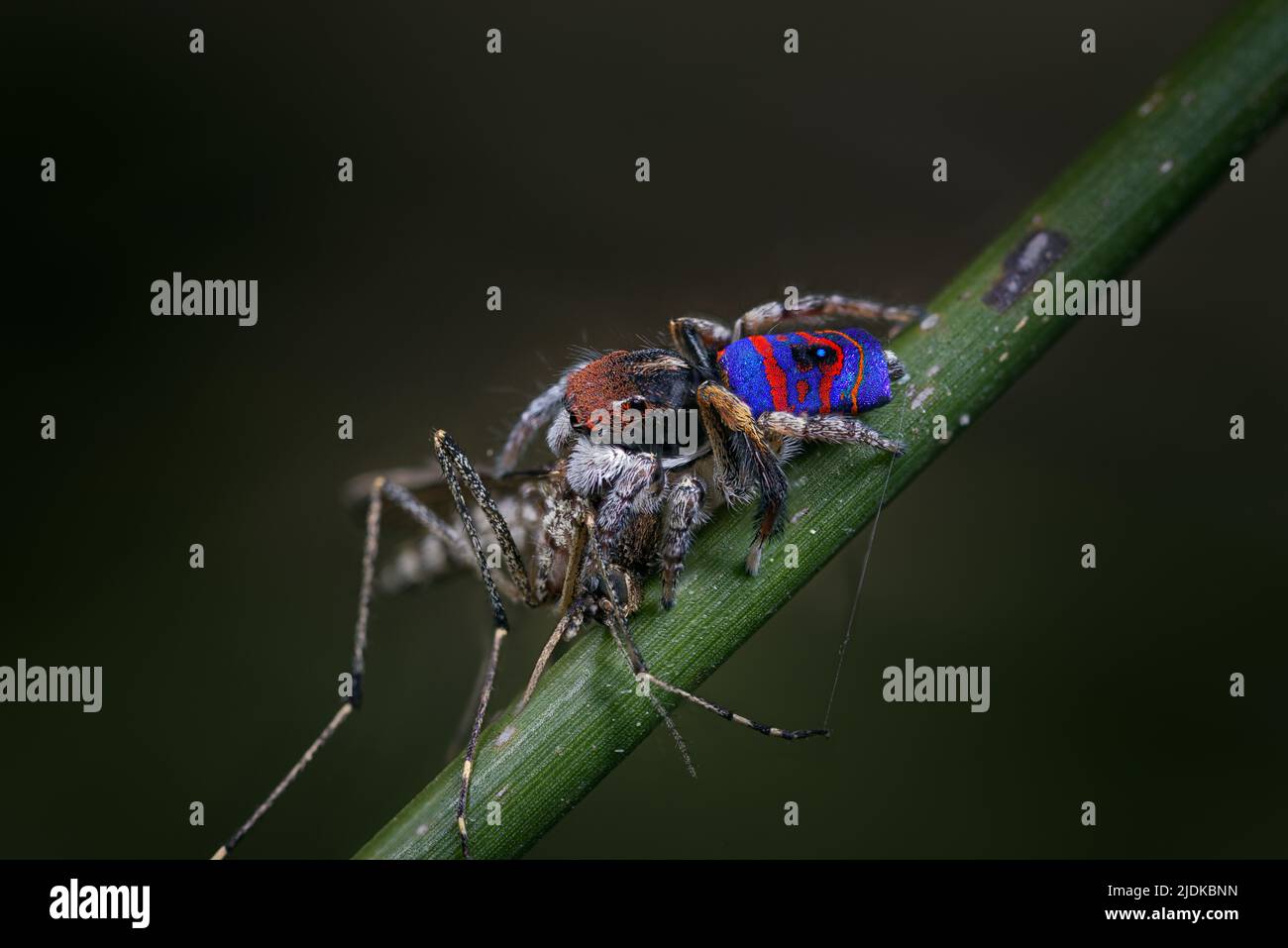 Gemmifer Maratus maschio. Un ragno rosso e blu di Peacock dall'Australia occidentale sudovest Foto Stock Gemmifer Maratus maschio. Un ragno rosso e blu di Peacock dall'Australia occidentale sudovest Foto Stock