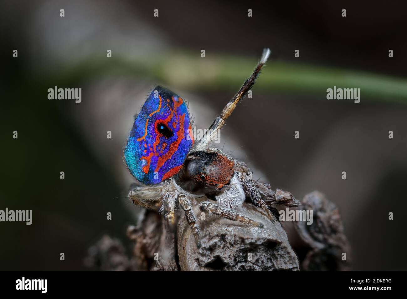 Gemmifer Maratus maschio. Un ragno rosso e blu di Peacock dall'Australia occidentale sudovest Foto Stock Gemmifer Maratus maschio. Un ragno rosso e blu di Peacock dall'Australia occidentale sudovest Foto Stock