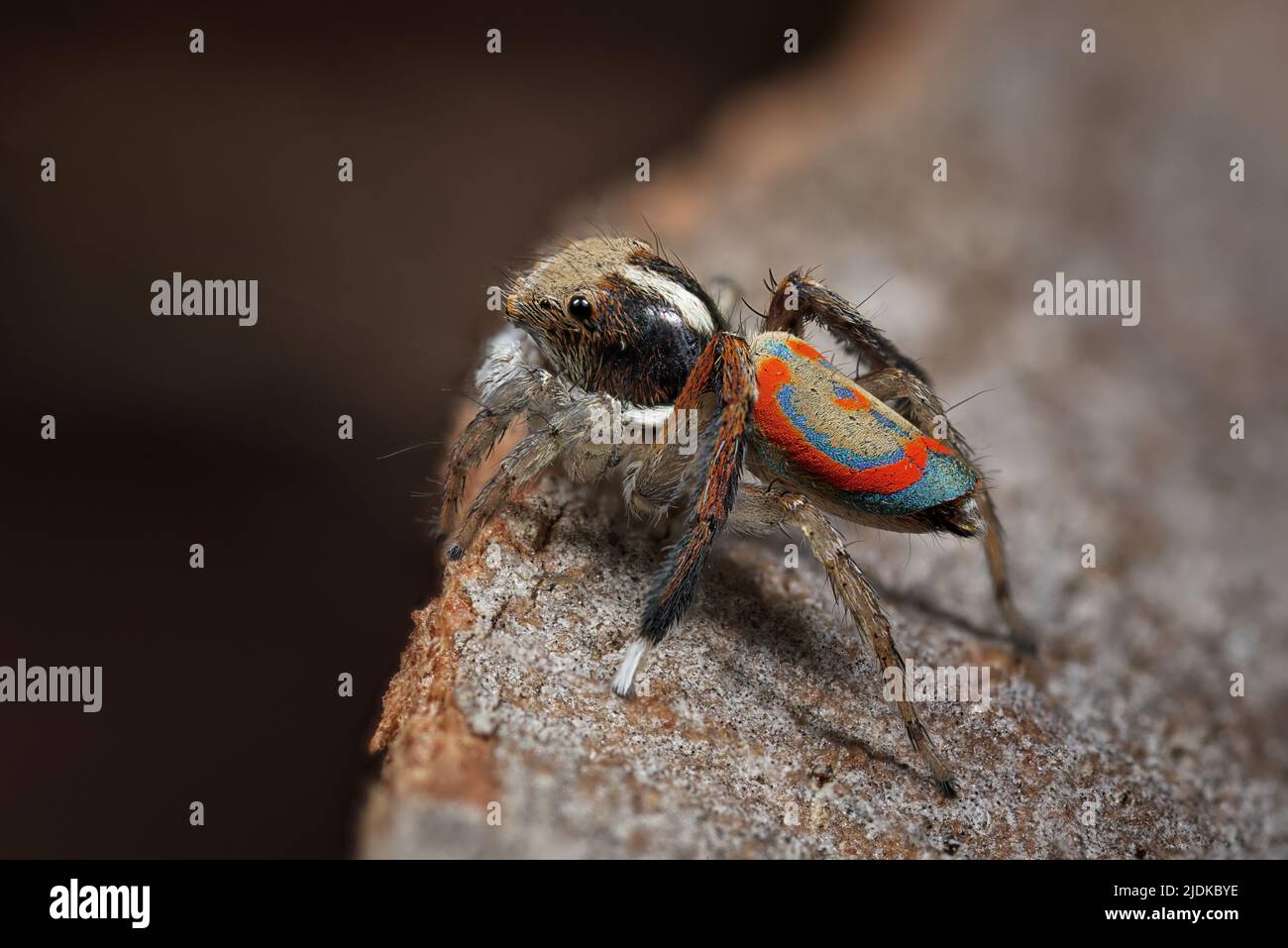 Foto laterale del maschio Maratus pavonis. Un ragno comune di Peacock trovato nei giardini intorno alla regione di Perth, Australia Occidentale. Foto Stock Foto laterale del maschio Maratus pavonis. Un ragno comune di Peacock trovato nei giardini intorno alla regione di Perth, Australia Occidentale. Foto Stock