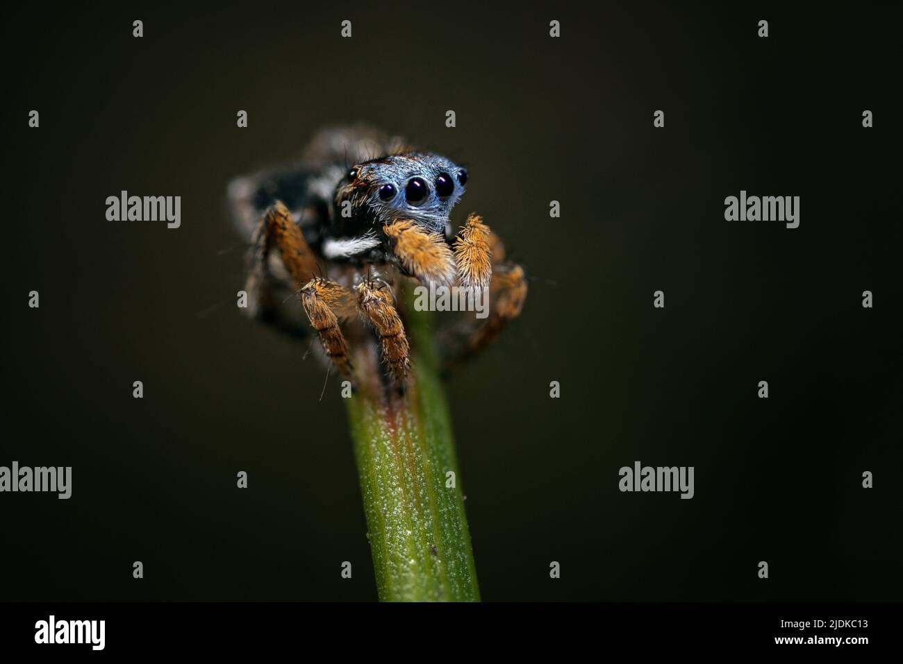 Maschio Maratus banyowla. Un ragno di Peacock di fronte blu dalle colline di Perth, nell'Australia occidentale sudovest. Foto Stock Maschio Maratus banyowla. Un ragno di Peacock di fronte blu dalle colline di Perth, nell'Australia occidentale sudovest. Foto Stock