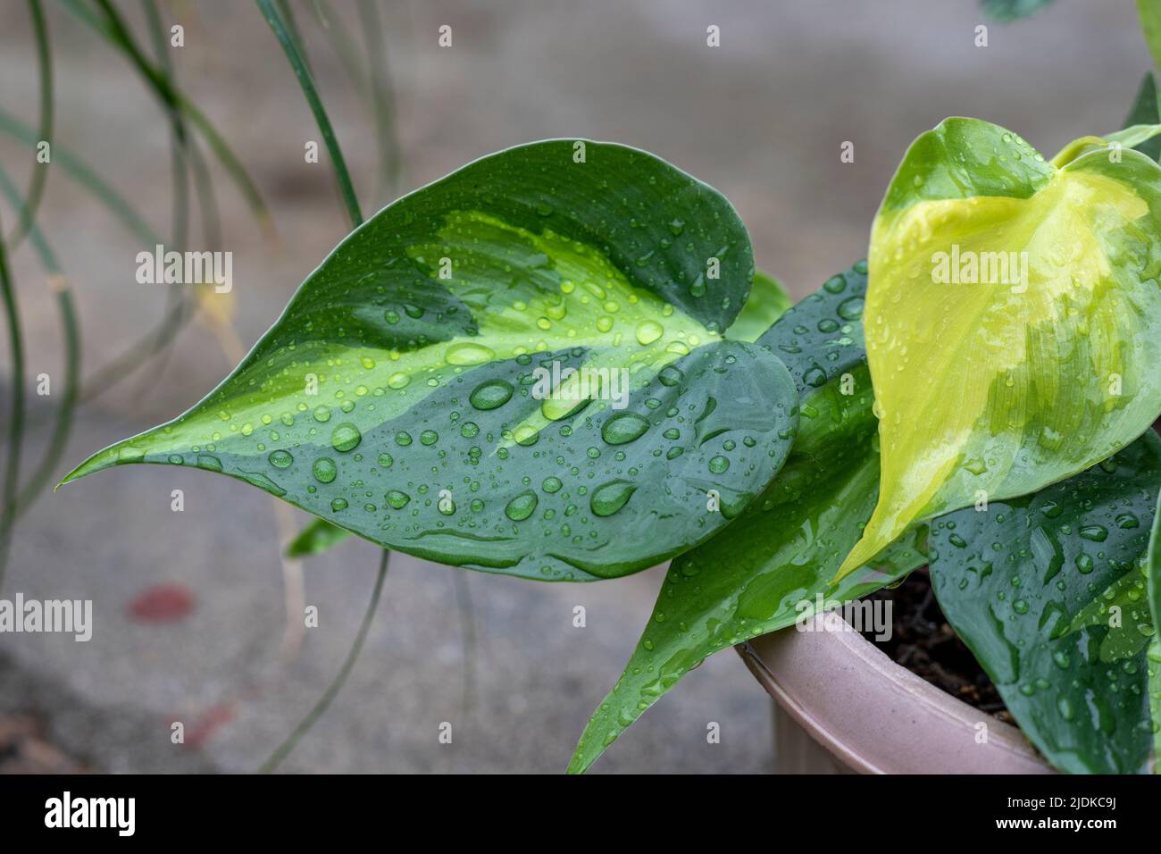 Primo piano con forma del cuore variegata del filodendro della foglia Foto Stock