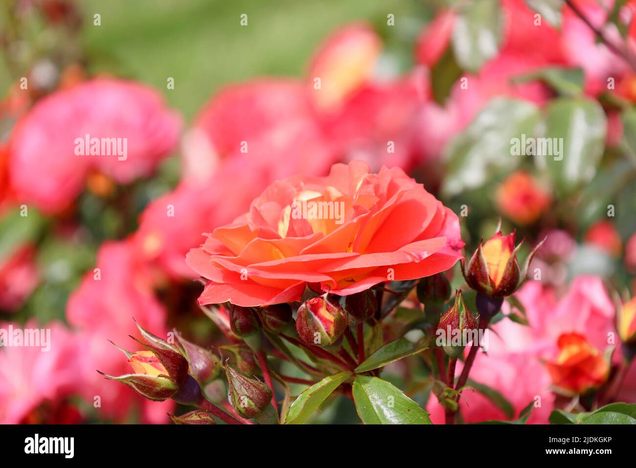 Gebruder Grimm testa di fiore di rosa al Guldemondplantsoen Rosarium Boskoop Paesi Bassi Foto Stock