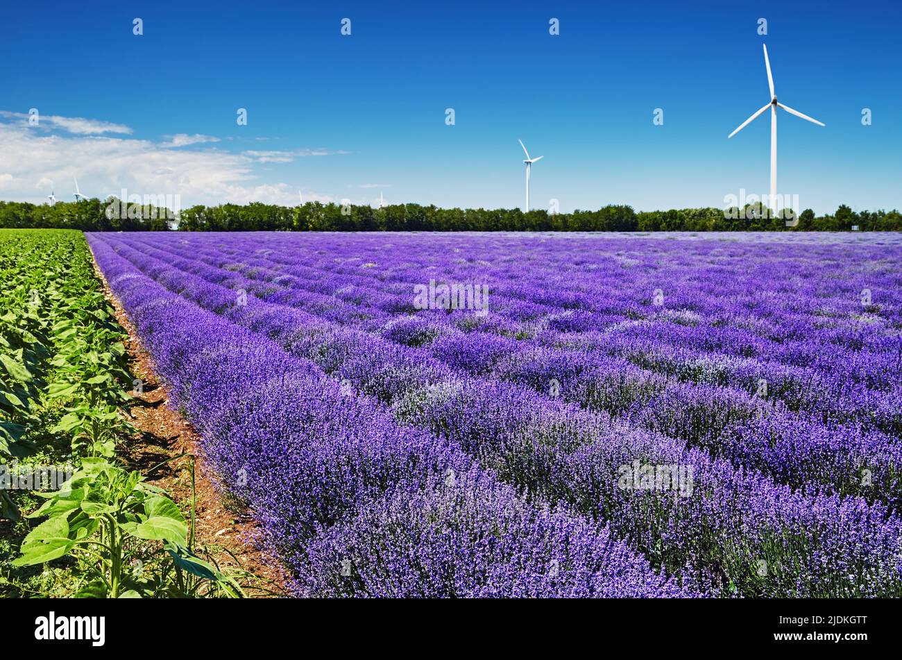 Campo di lavanda in fiore e turbine eoliche sullo sfondo in Bulgaria Foto Stock