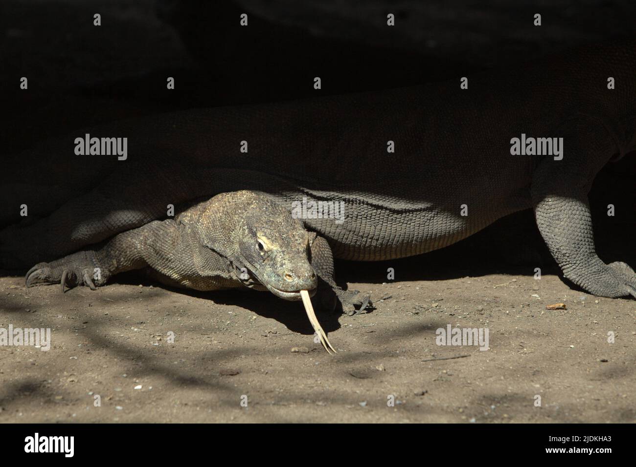 Draghi di Komodo (Varanus komodoensis) che riposano sotto un edificio a palafitte nell'isola di Rinca, una parte del Parco Nazionale di Komodo a Manggarai occidentale, Nusa Tenggara orientale, Indonesia. I draghi di Komodo sono endemici per le isole di Komodo, Rinca, Nusa Kode e Gili Motang, tutti all'interno dell'area del Parco Nazionale di Komodo, secondo il programma di sopravvivenza di Komodo. Circa 2.450 draghi komodo stanno girando nel Parco Nazionale di Komodo con Rinca Island sostengono tra 1.100 e 1.500 individui, la più grande sottopopolazione, secondo un dato del 2021. Foto Stock