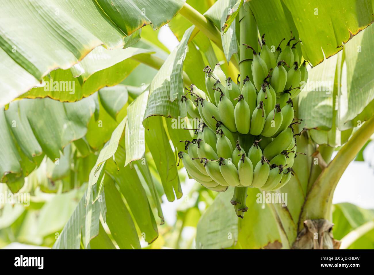 Green Raw Banana coltivato pianta albero economico fattoria frutta da Asia. Foto Stock