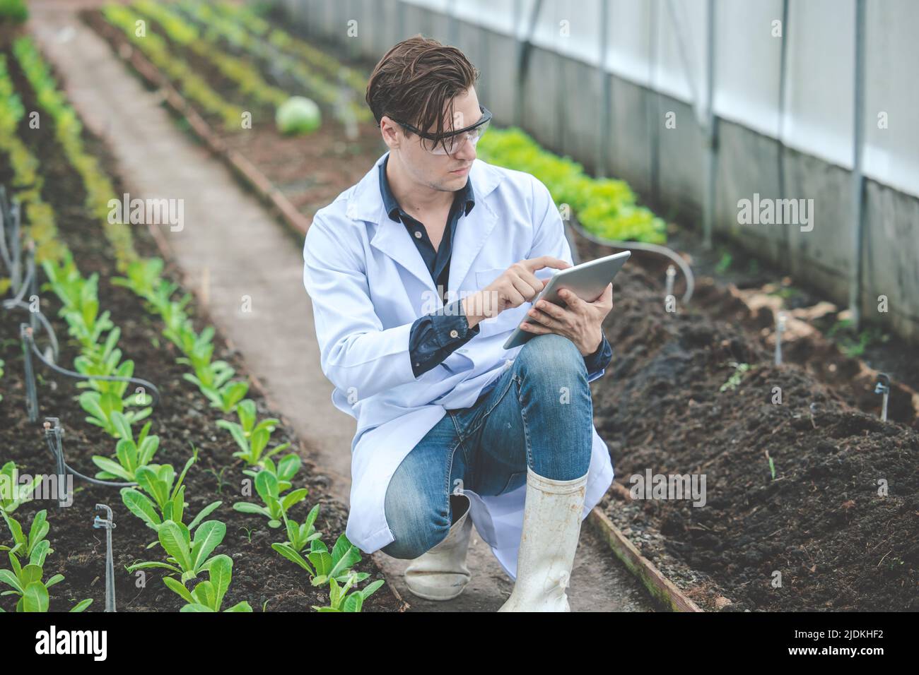 lavoro di bioscienziato che raccoglie i dati di condizione di crescita della pianta nell'azienda agricola in computer da tavolo Foto Stock