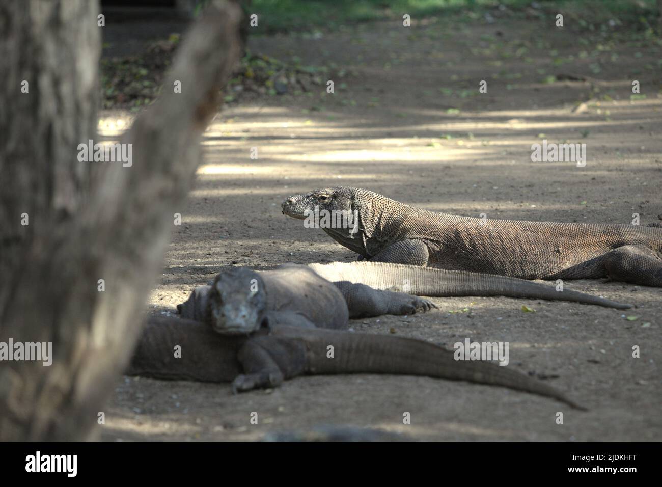 Draghi di Komodo (Varanus komodoensis) nell'isola di Rinca, una parte del Parco Nazionale di Komodo a Manggarai Occidentale, Nusa Tenggara Est, Indonesia. I draghi di Komodo sono endemici per le isole di Komodo, Rinca, Nusa Kode e Gili Motang, tutti all'interno dell'area del Parco Nazionale di Komodo, secondo il programma di sopravvivenza di Komodo. Circa 2.450 draghi komodo stanno girando nel Parco Nazionale di Komodo con Rinca Island sostengono tra 1.100 e 1.500 individui, la più grande sottopopolazione, secondo un dato del 2021. Foto Stock