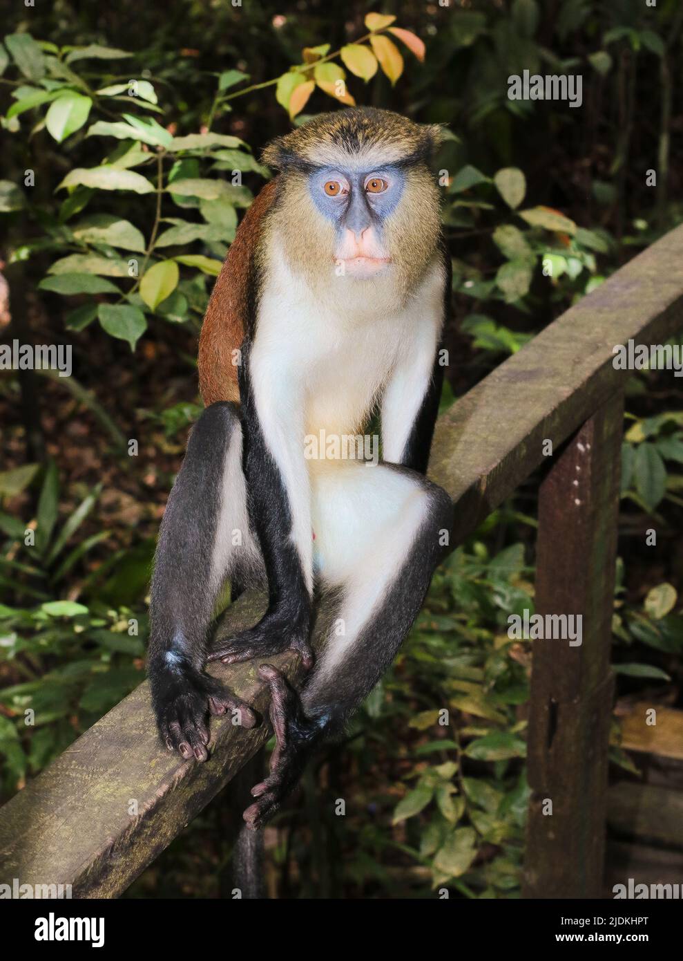 Una scimmia seduta giù Foto Stock