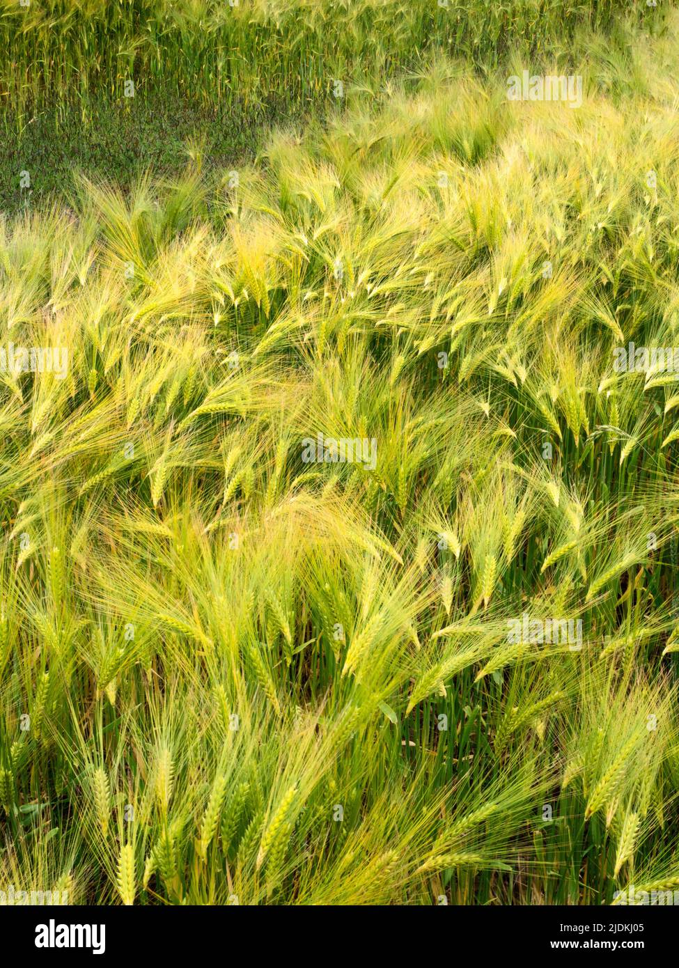 Campo di orzo vicino Hauxley camminare sul mare Northumberland Inghilterra Foto Stock