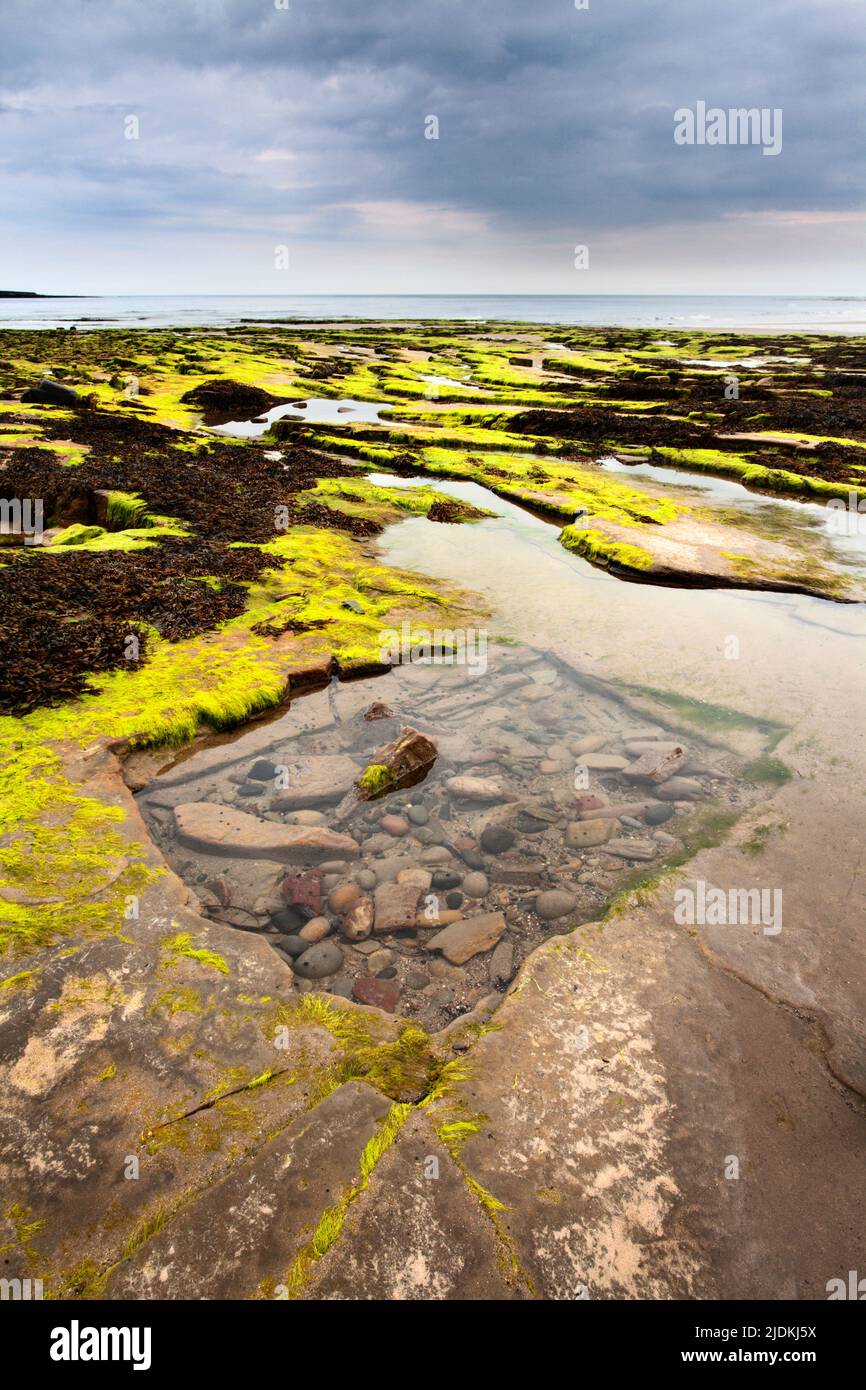 Rock piscina sulla spiaggia al punto Wellhaugh camminare sul mare Northumberland Inghilterra Foto Stock
