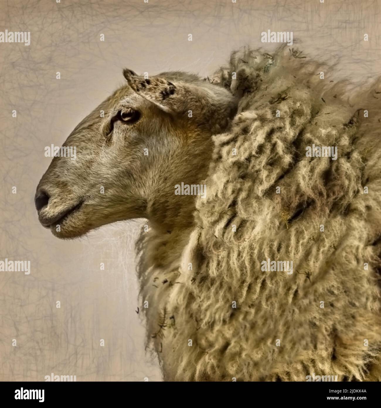 Pecora con spesso cappotto di pelliccia Foto Stock